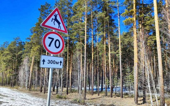 Более 20 лосей и косуль в Новосибирской области стали жертвами невнимательности водителей