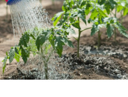 Новосибирским садоводам и огородникам провели электричество и водопровод за счет областного бюджета