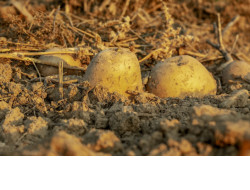 Картофель высаживают в регионе при помощи экспериментальных технологий в ходе посевной кампании – 2020