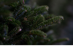 С 10 декабря в продажу поступят новогодние елки