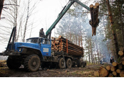 Почти 900 млн рублей за год составил товарооборот лесопромышленных предприятий Новосибирской области