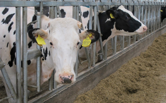 Генетика и добровольное доение привели к рекорду по производству молока в Новосибирской области