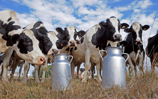 Новосибирская область получит дополнительные федеральные средства на поддержку молочного скотоводства
