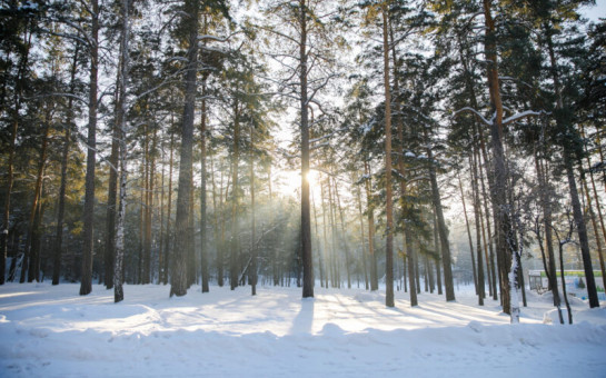Дифференцированный режим особой охраны: Правительство региона одобрило документы о создании лесного парка «Заельцовский бор»